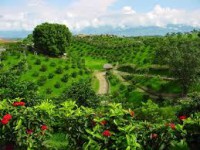 Conoce el Eje Cafetero 